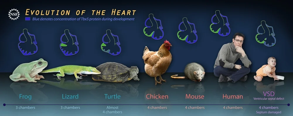 Embryo-hearts-show-evolution-of-the-heart.jpg