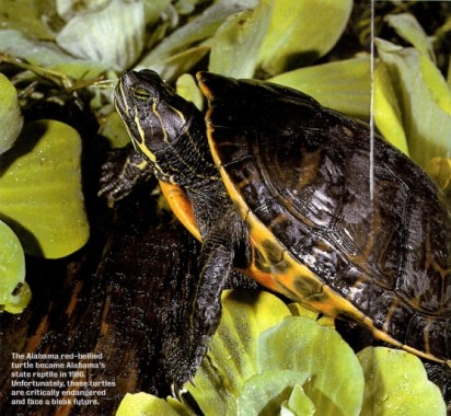 Alabamas-State-Reptile-since-1990-e1437490589179.jpg