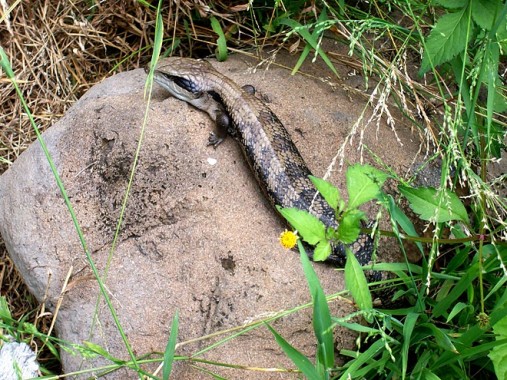 Eastern-Blue-Tongue-Tiliqua-Scincoides-e1437489598575.jpg