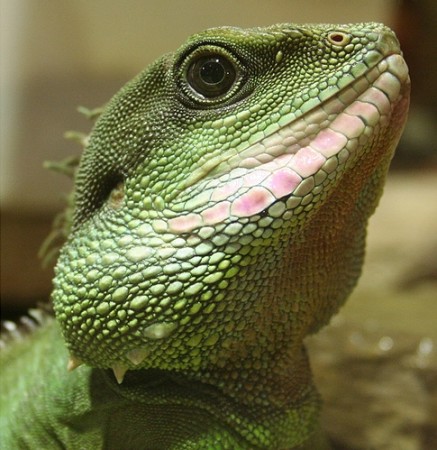 Physignathus-cocincinus-e1437490303420.jpg
