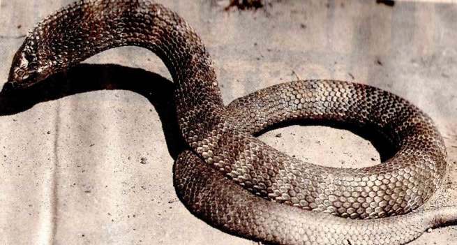 the-tiger-snake.jpg