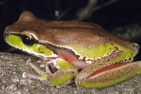 0503-JB-frog-Litoria_citropa-126.jpg