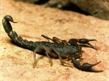 scorpion.jpg