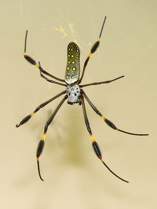 GoldenOrb.jpg