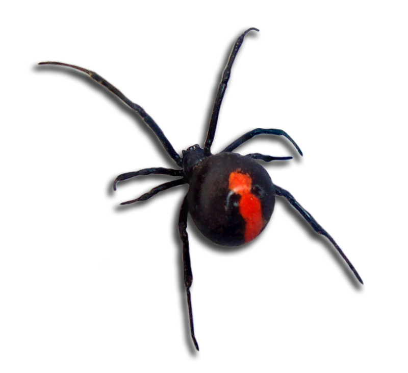 Redback_back_view.jpg