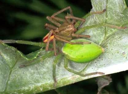 spider-19.jpg