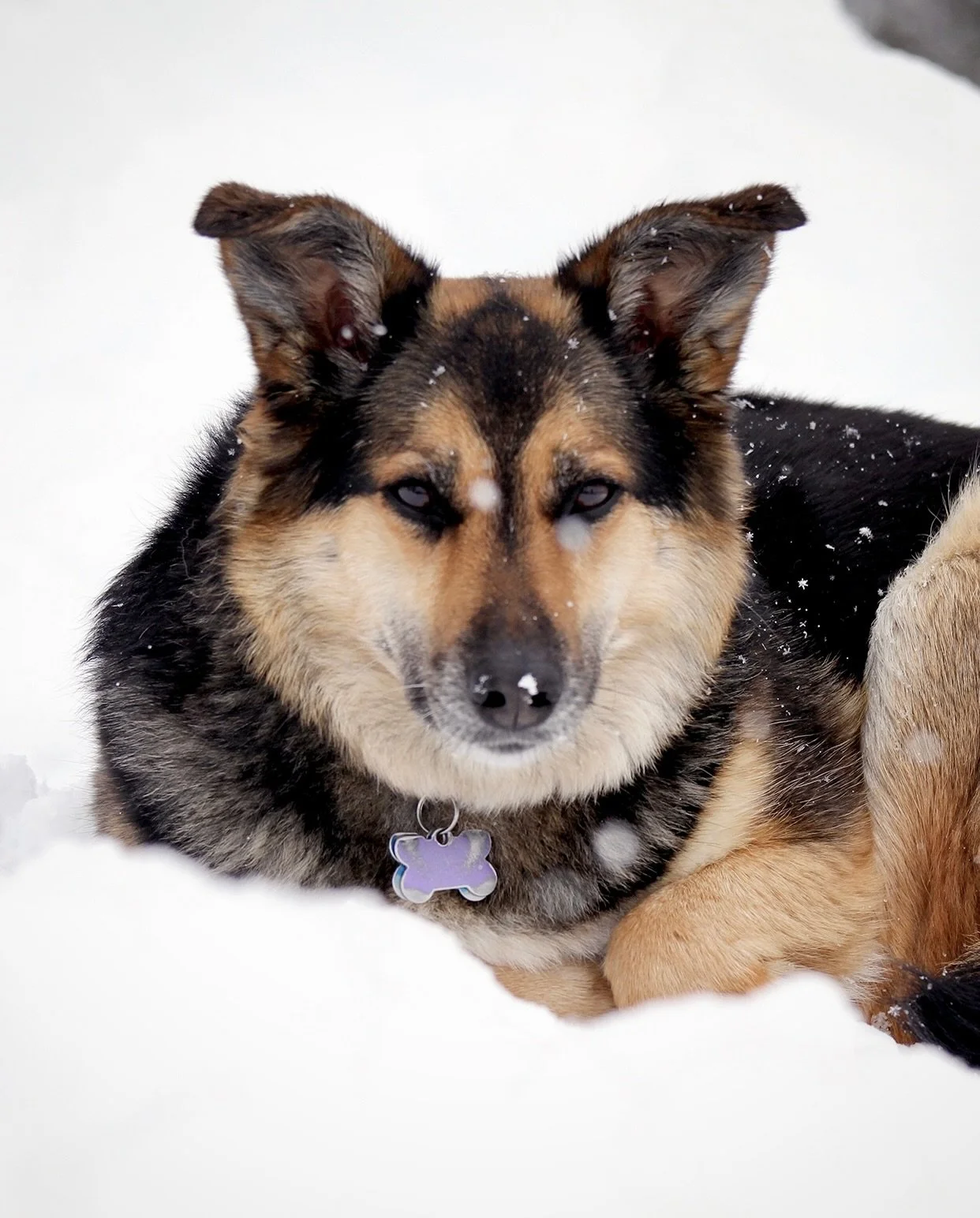 Today would have been Khana&rsquo;s 15th birthday. She never knew how good she had it, having basically been swooped from the streets of Kyrgyzstan as a one-month-old puppy and brought to the mountains of Colorado. She was the absolute best ski dog, 