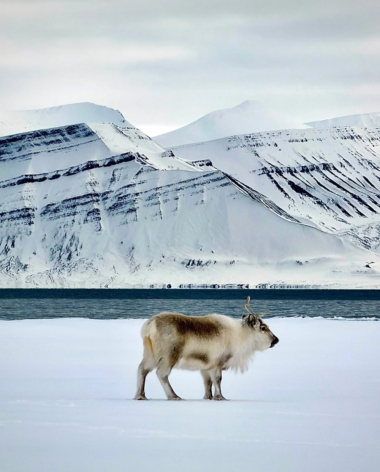 Our crew has just rolled back into Longyearbyen following a week in the Arctic wilderness. Svalbard always delivers the most insane skiing experience!! Pow days, storm days, reindeer encounters, an epic basecamp (as always), and unreal golden hour li
