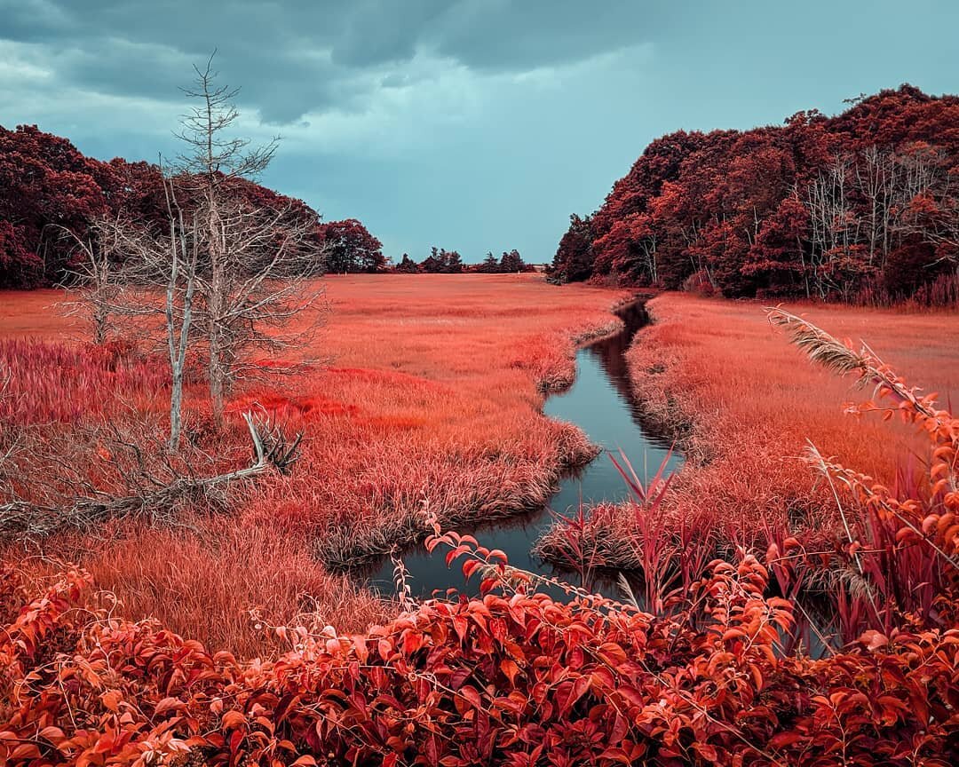 Playing around with @reallyniceimages  Kodak Aerochrome infrared film simulation