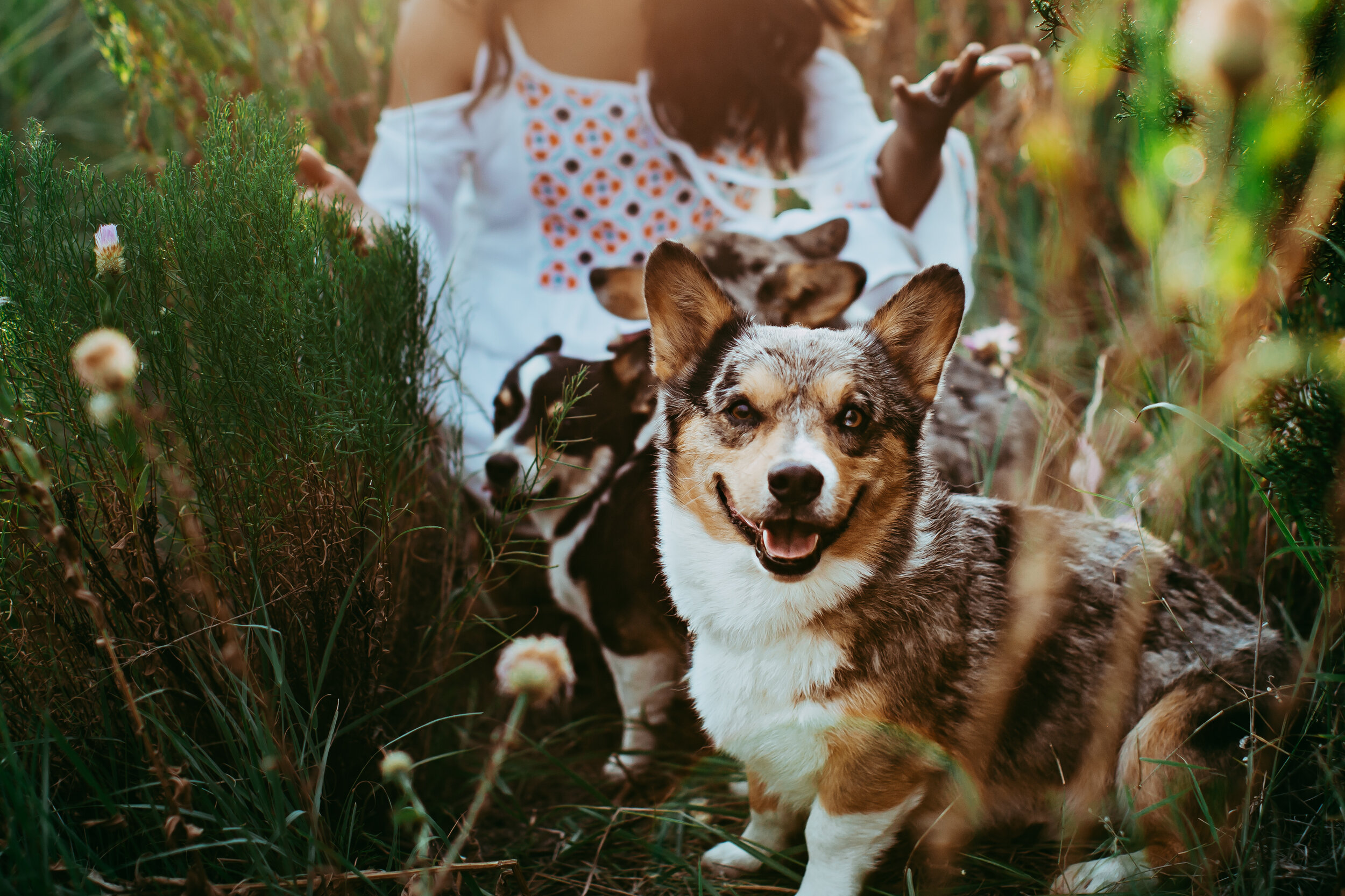 Close up of a sweet puppy in a field of wildflowers #tealawardphotography #texasphotographer #amarillophotography #amarillophotographer #lifestylephotography #emotionalphotography #photoshoot #family #puppylove #purejoy #puppyphotos #lifestyleinteraction