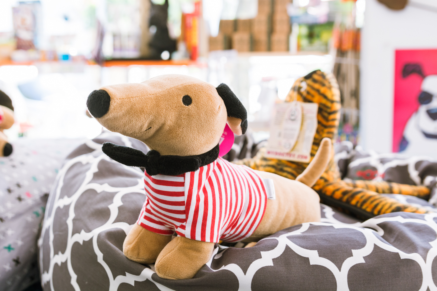 Dog Diversity 2-21.jpg