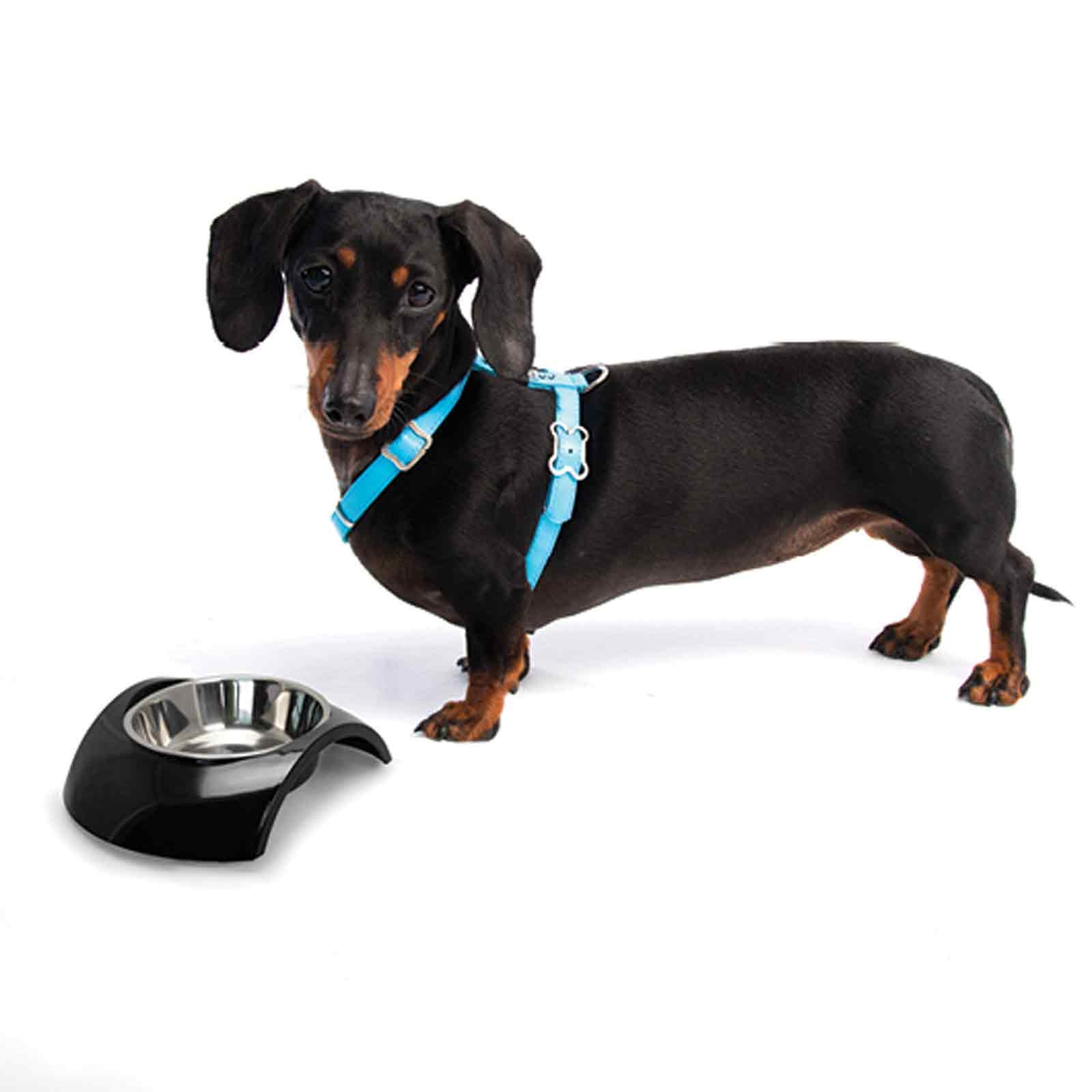 rogz-luna-bowl-and-h-harness-with-dog_1.jpg