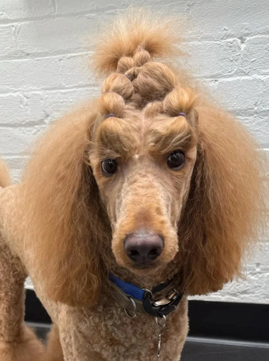 A poodle with curly fur and styled hair in French braids on top of its head, standing against a white brick wall.