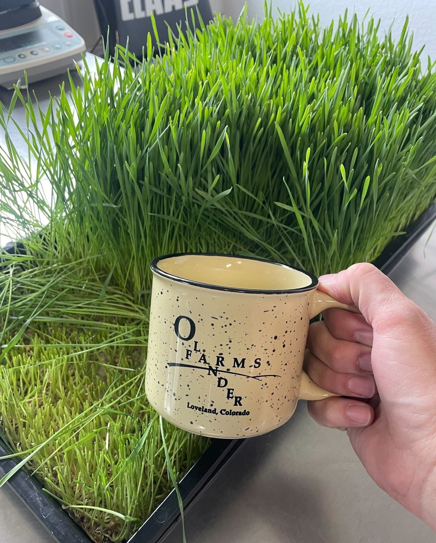 Whiskey isn&rsquo;t the only shot we like. 🥃
Some Oland Wheat shots kickstart the day!

Step ☝️: Order Oland Wheat berries
Step ✌️: Sprout Oland Wheat berries
Step 👌: Juice that delicious Oland Wheat grass into a green goodness
Step ✋️: You'll be g