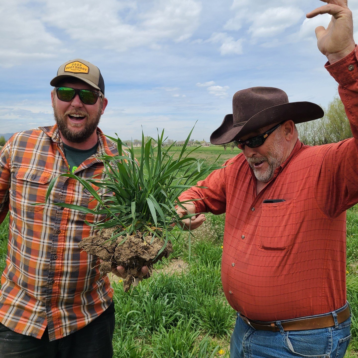 🎉Farmer Todd and Beefy Steve are stoked about our Kernza crop this year! 

🌾An intermediate wheatgrass, the roots are said to reach 10 feet deep delivering atmospheric carbon to the soil and efficiently taking up nutrients and water.

🐄We're hopin