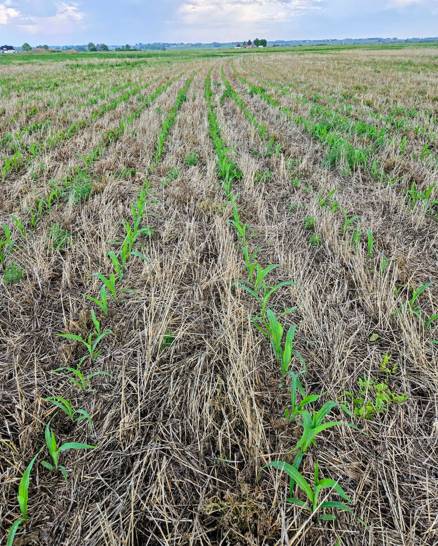 This is the first time planting our non-GMO corn into THIS MUCH barley and cover crop residue &mdash; and it&rsquo;s actually working! 🌽

We're loving how the ground stays covered, holding in moisture, while the corn pushes right through. It&rsquo;s