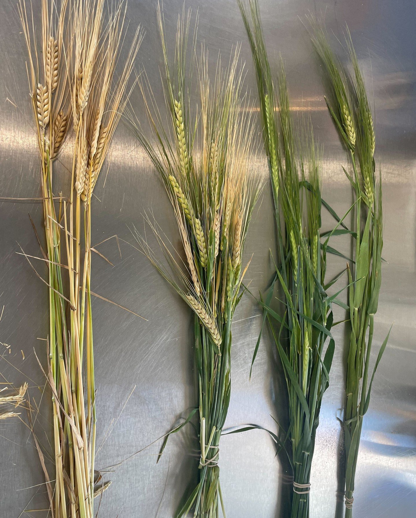 Our Magic and Thunder winter barley varieties are changing fast, and that means harvest is creeping up quick! 🎉🌾

🍻Brewers &amp; distillers: bring your crew, nerd out in the fields, maybe crush a beer while we cut grain. 🚜

It&rsquo;s invite-only