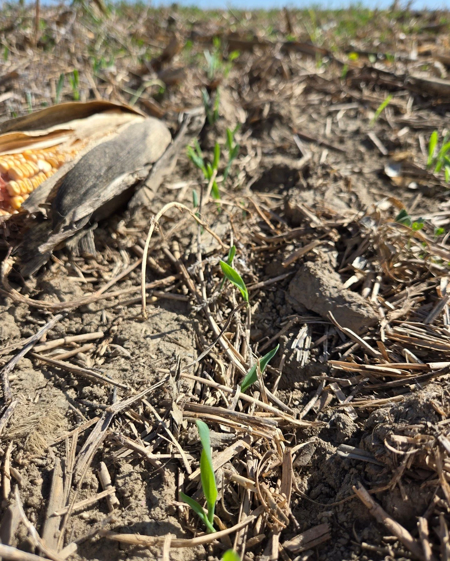 Our Thunder winter barley is officially poppin&rsquo; (drilled directly into our corn crop)! 🌾

This season, we&rsquo;re dialing up our winter varieties (don&rsquo;t worry, spring Genie still has our heart 💚) to boost early harvests, protect our so