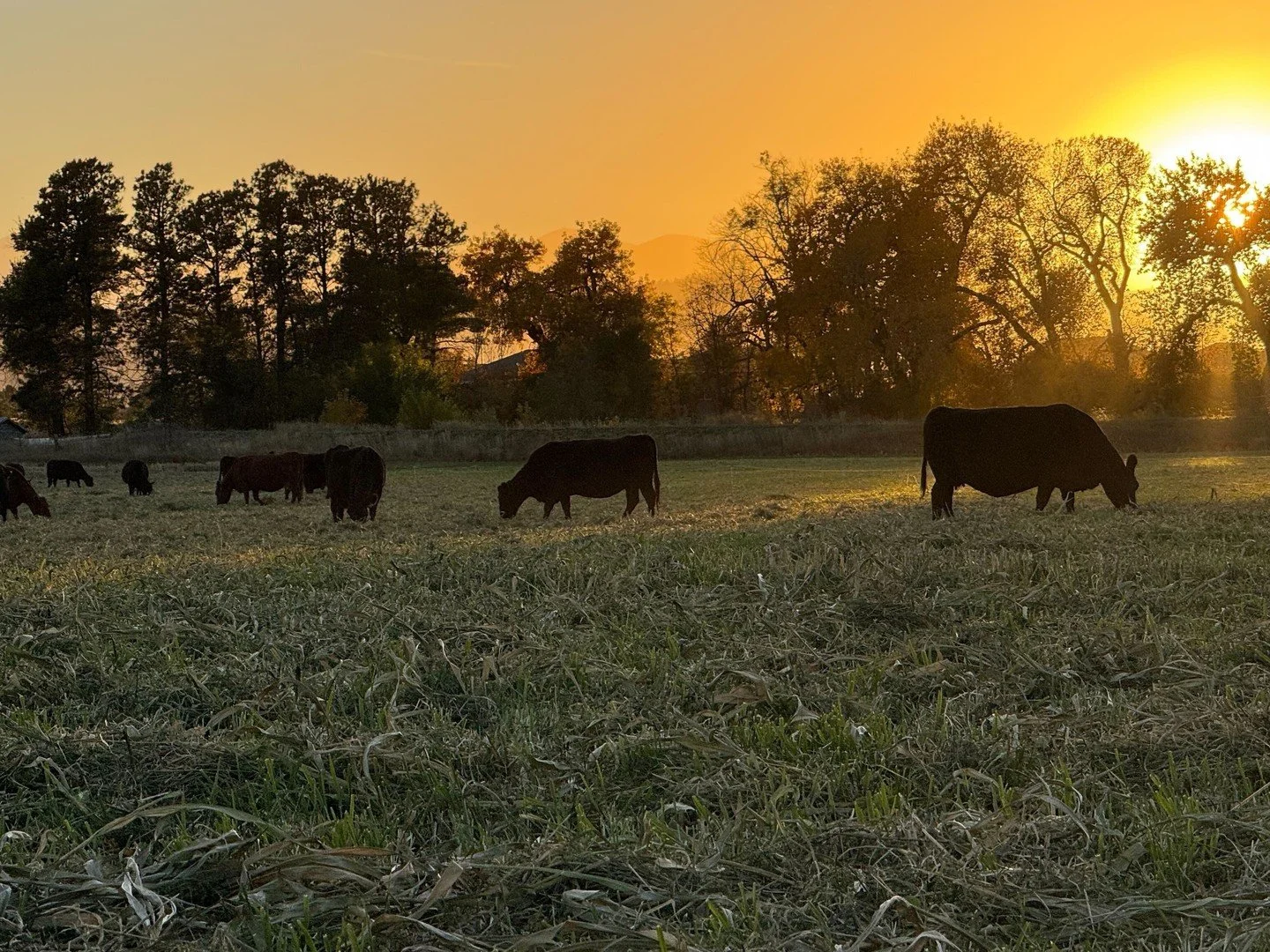 Rotational Grazing in Action 🌱🐄

🚜On our farm, rotational grazing is more than just moving cows, it&rsquo;s a strategic system that benefits the herd, the soil, and the entire ecosystem. Here&rsquo;s a closer look at how we do it:

👉The Herd: We 