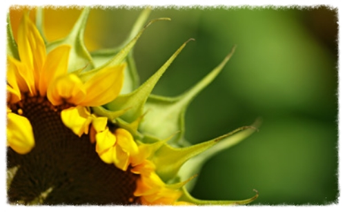 sunflower-big.jpg