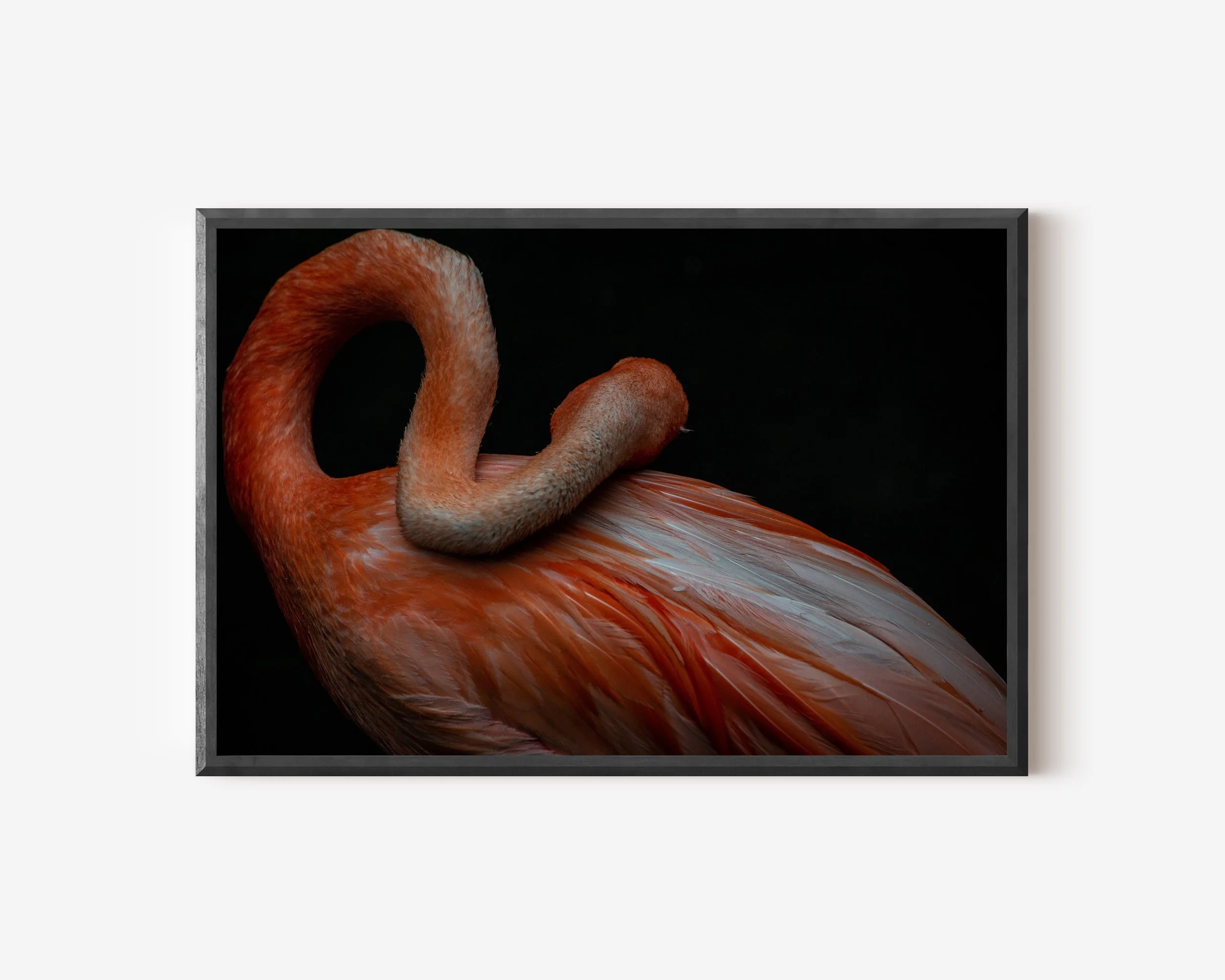 Flamingo Wall Art