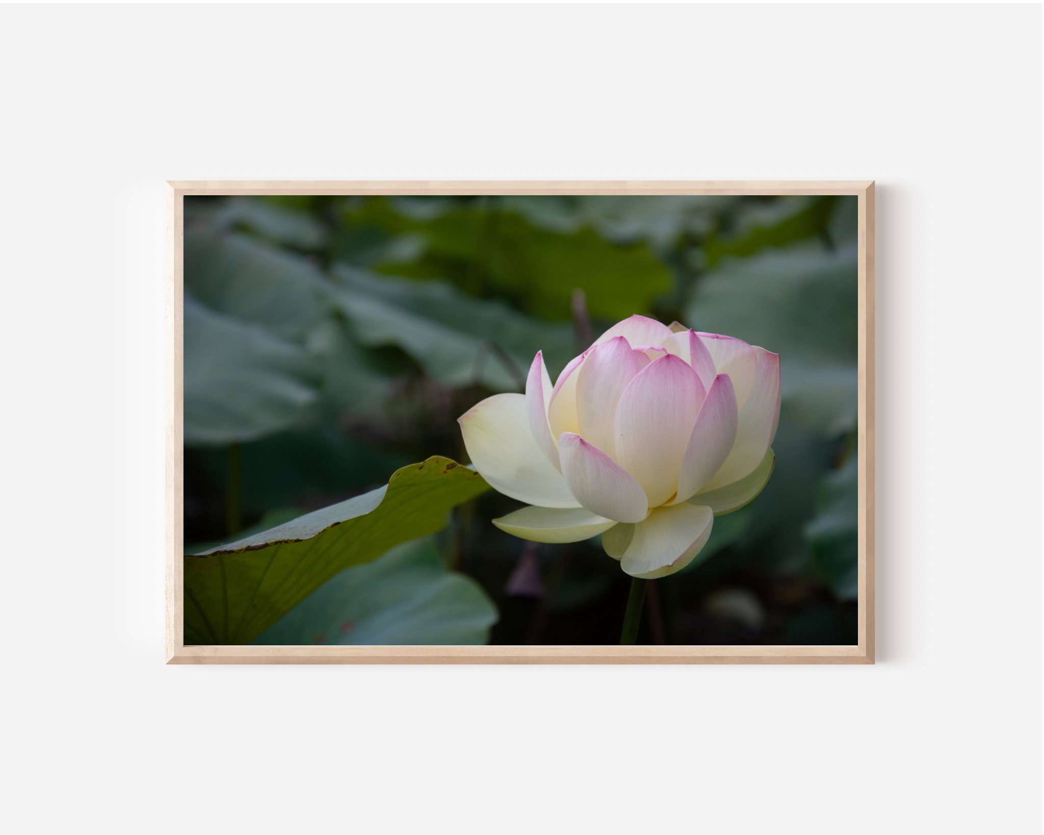 Water Lily Wall Art