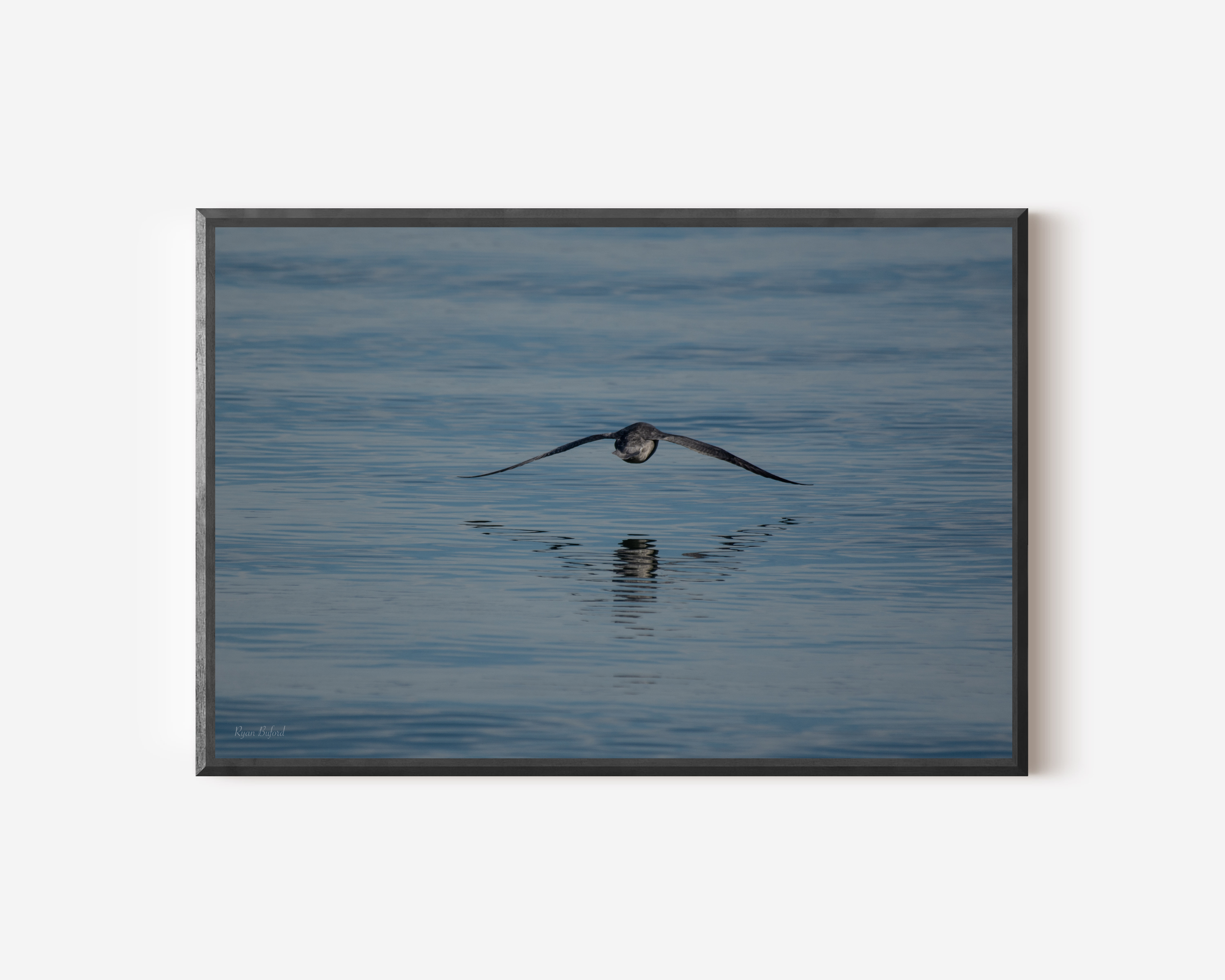 Arctic Fulmar, Bird Wall Art