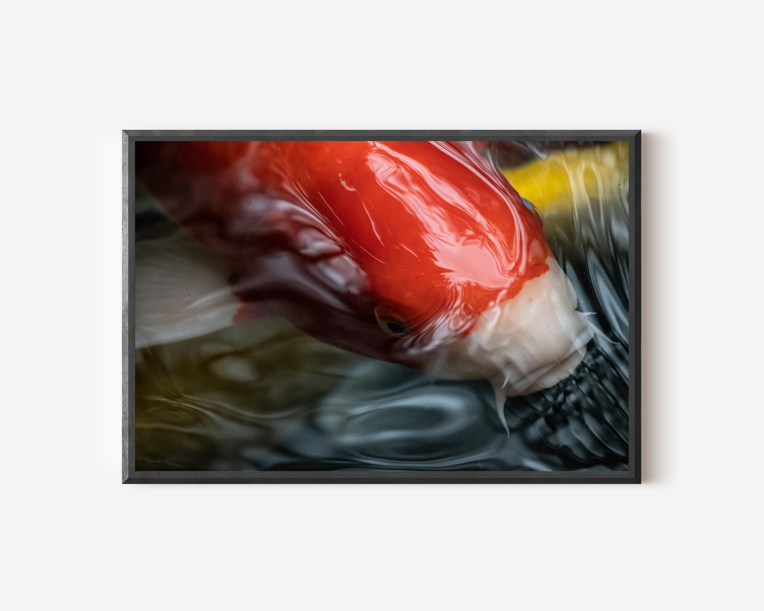 Koi Fish Wall Art