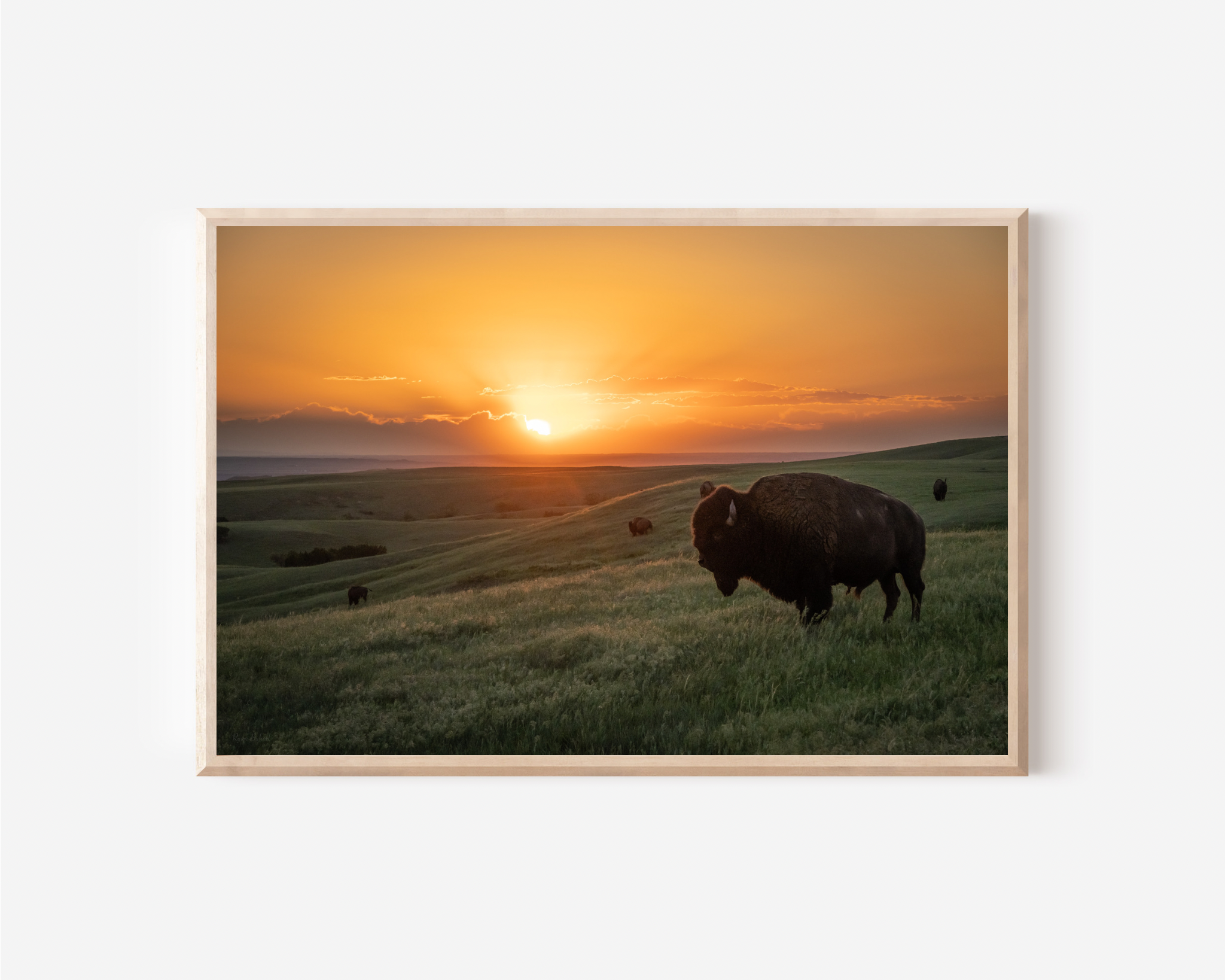 Bison Wall Art