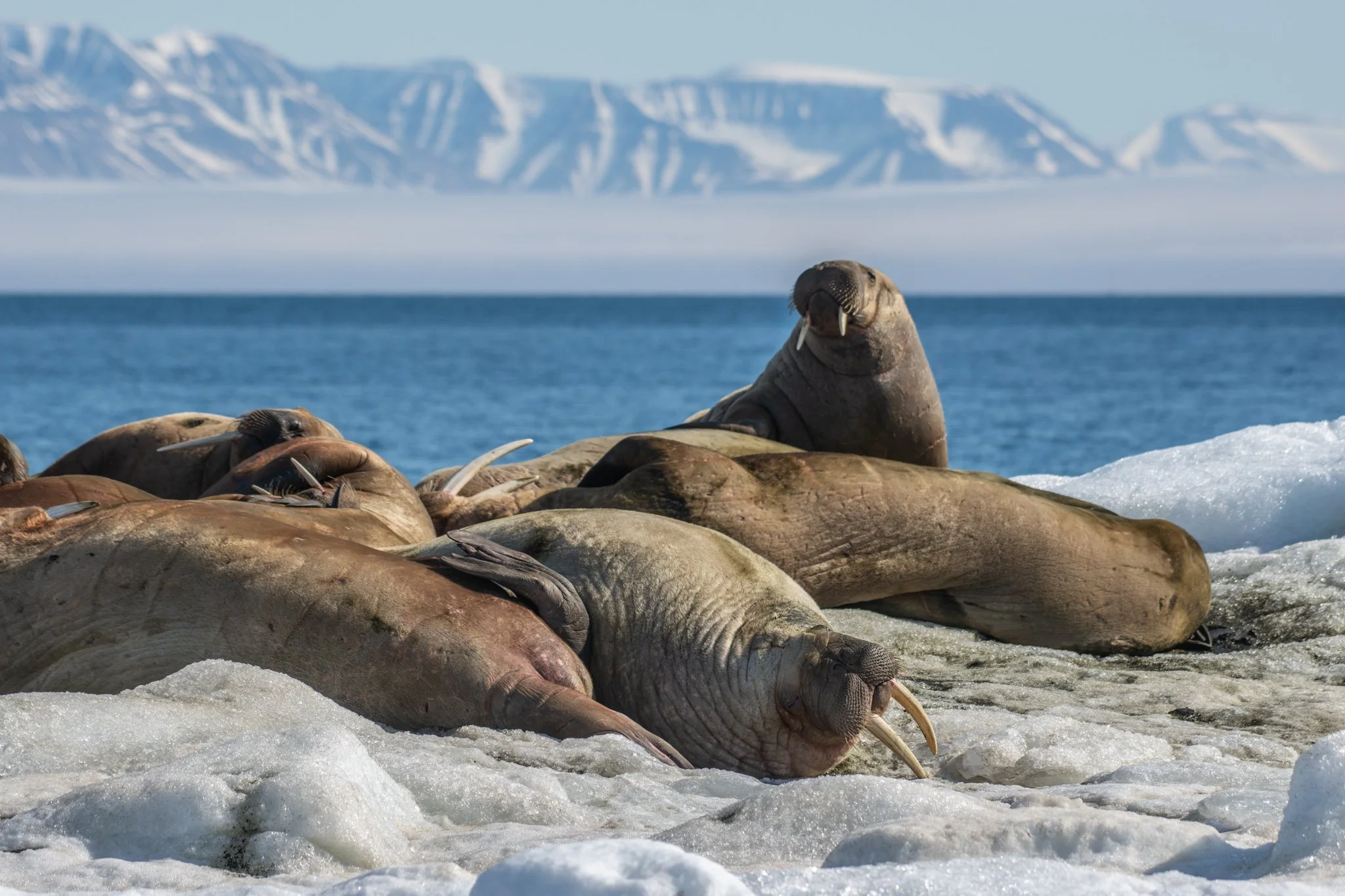Wildlife