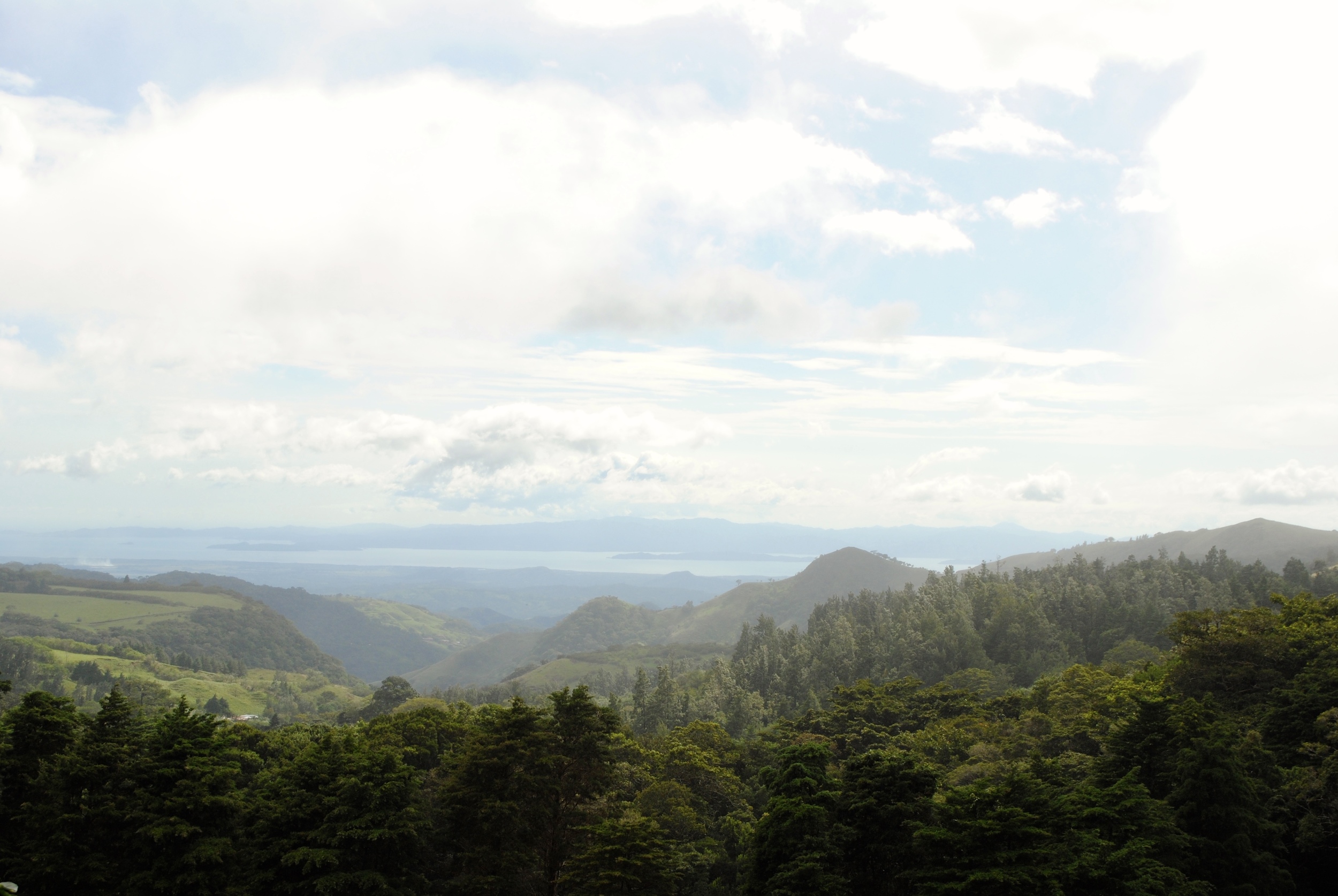 Coffee plantation in Monteverde "Green Mountain"