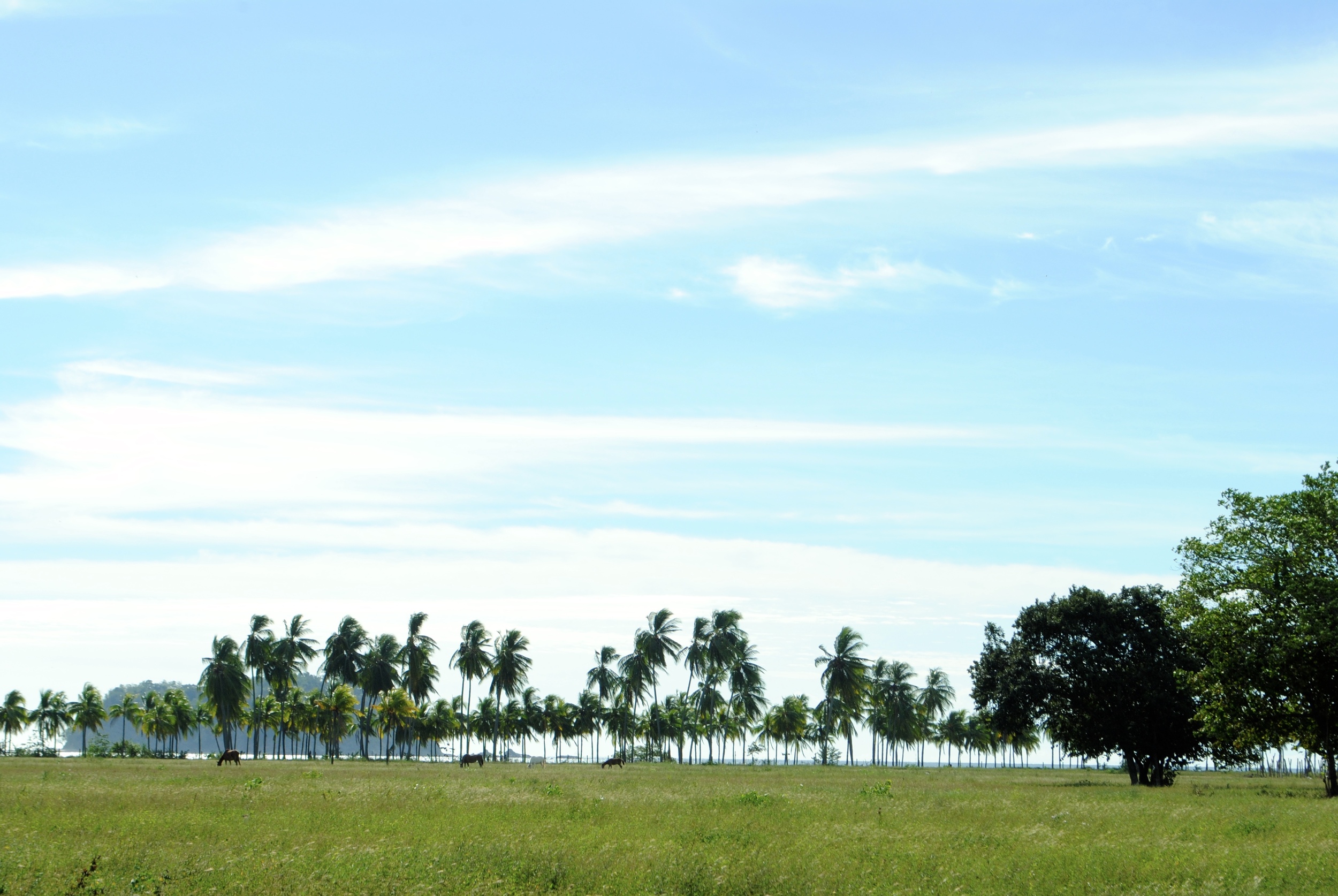Playa Samara; my little slice of paradise.