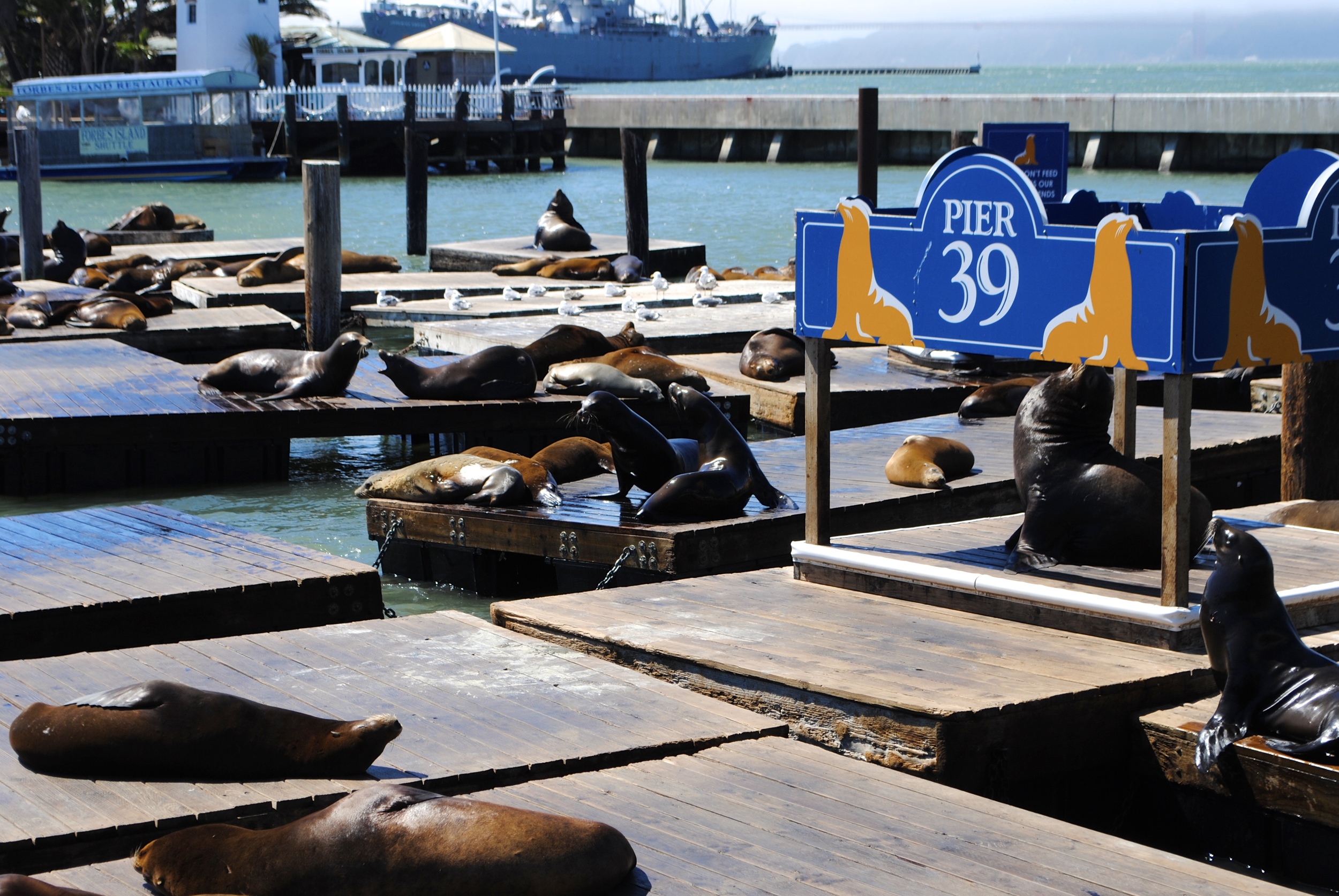 Watching the seals at Pier 39 is a riot. There is truly hours of entertainment here.