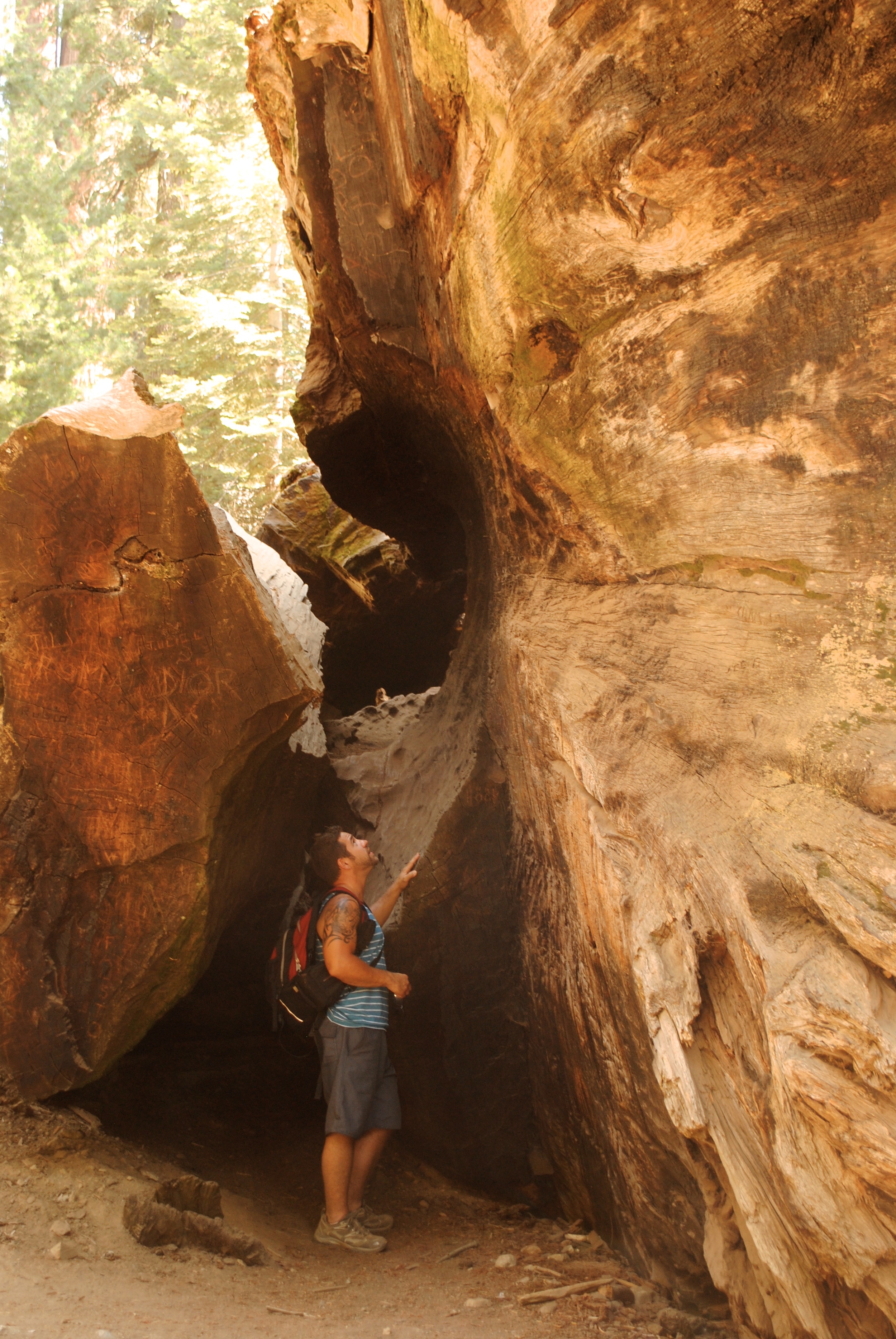 The enormity of the sequoias is humbling.