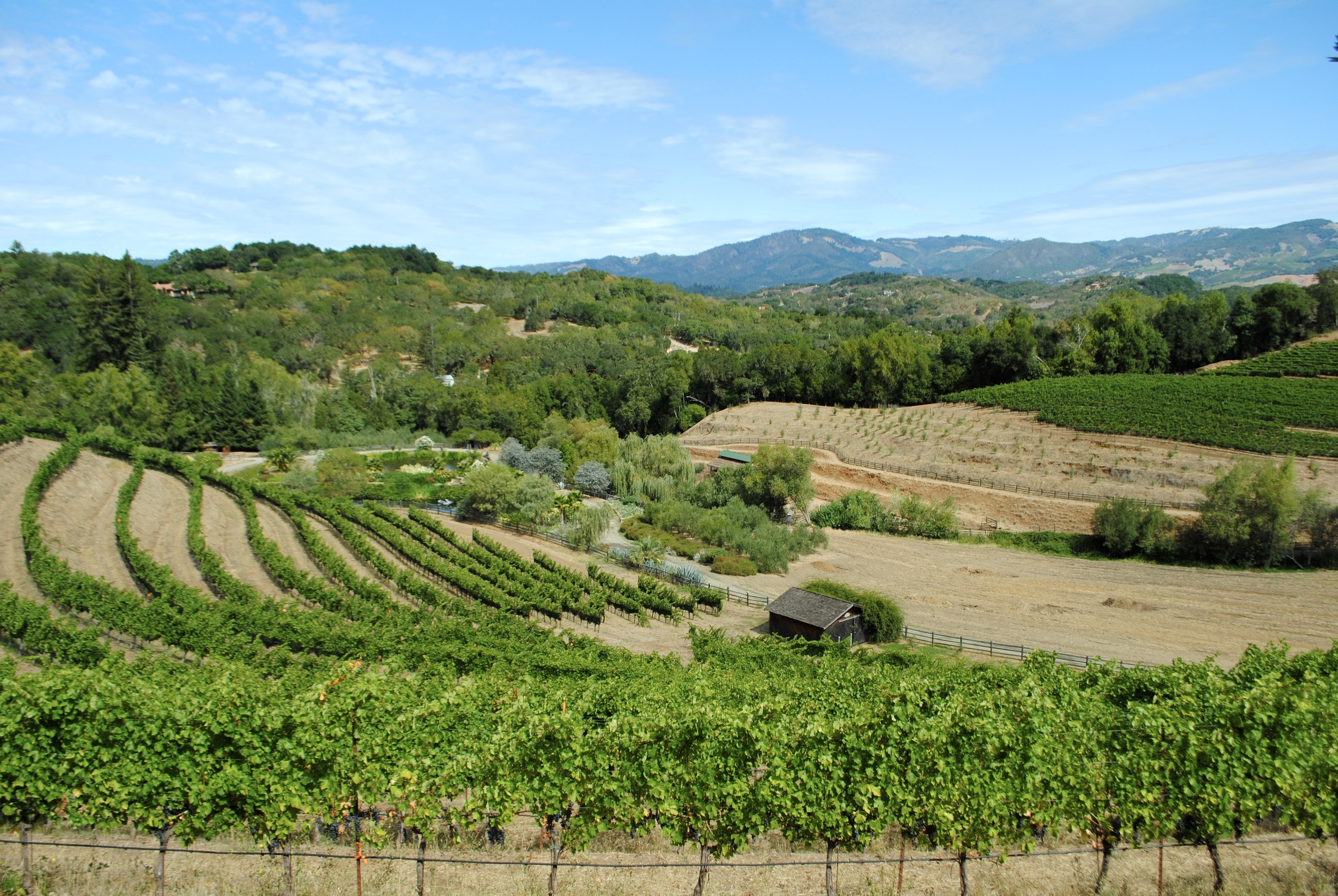 The grounds at Benziger winer.