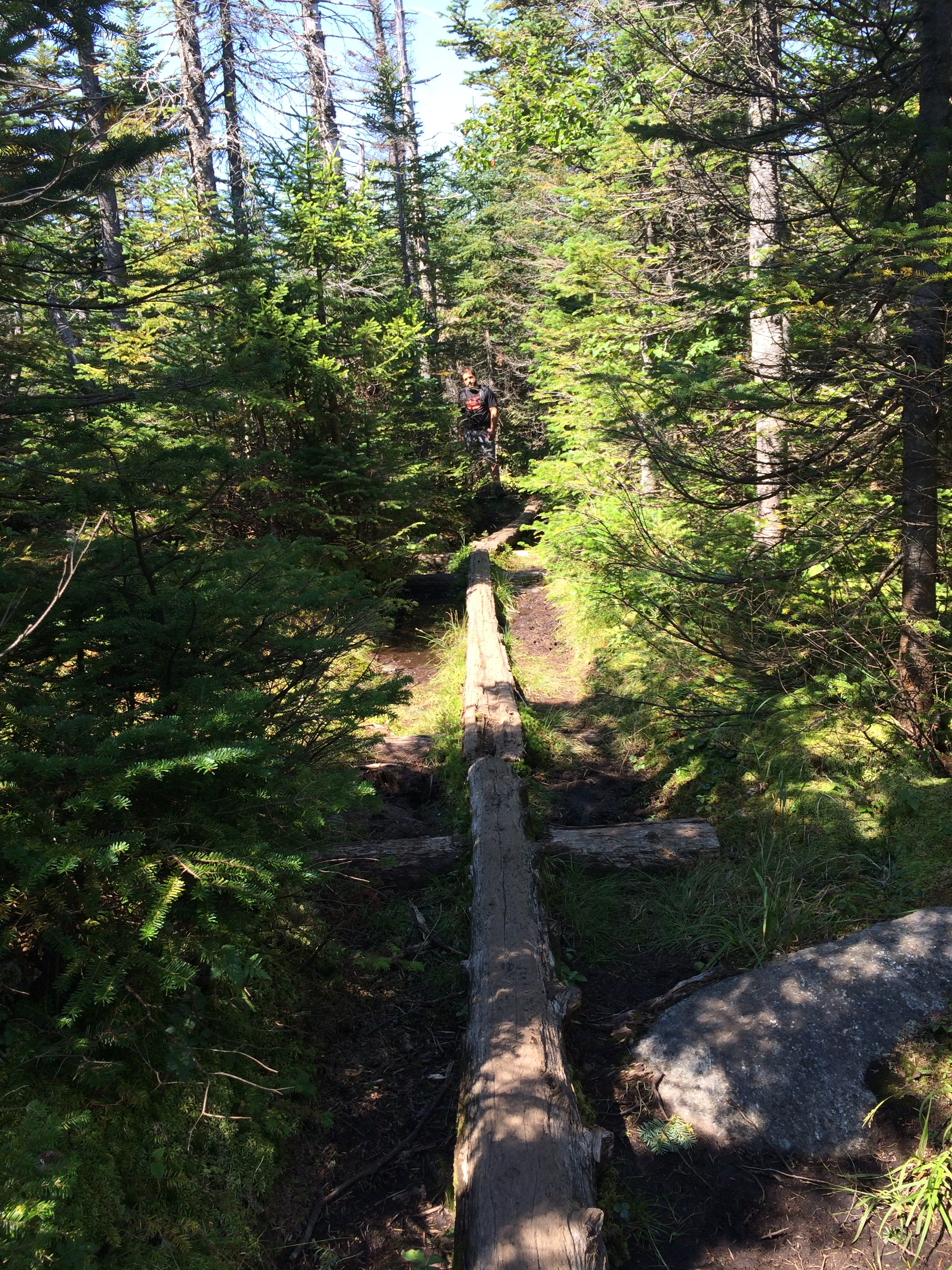 Walking the planks, a common occurrence on the trail - watch for the floaters!