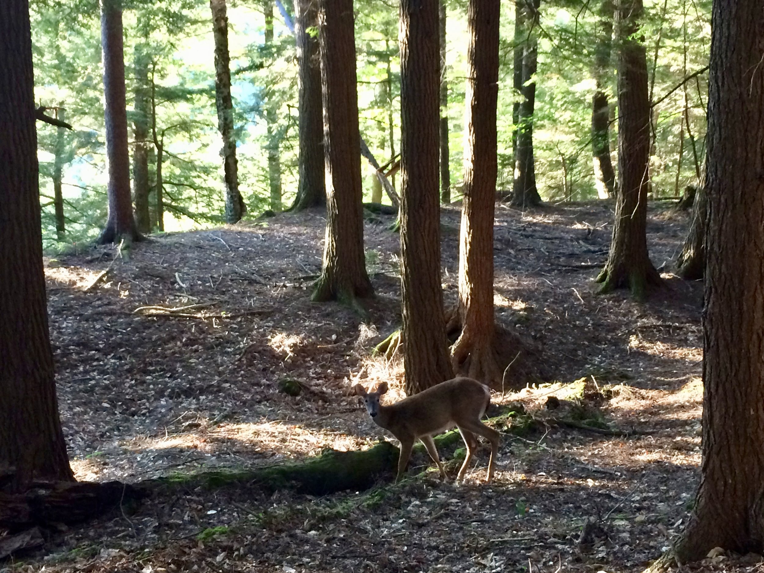 Glimpsing deer during the honey-moon phase of our hike <3