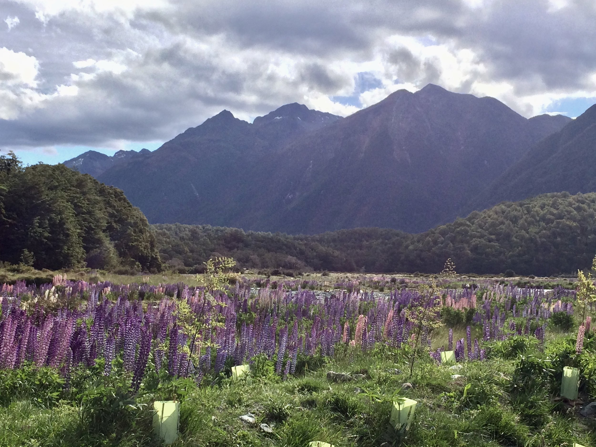 Hello to the most beautiful campsite ever! Cascade Site on route to Milford Sound.