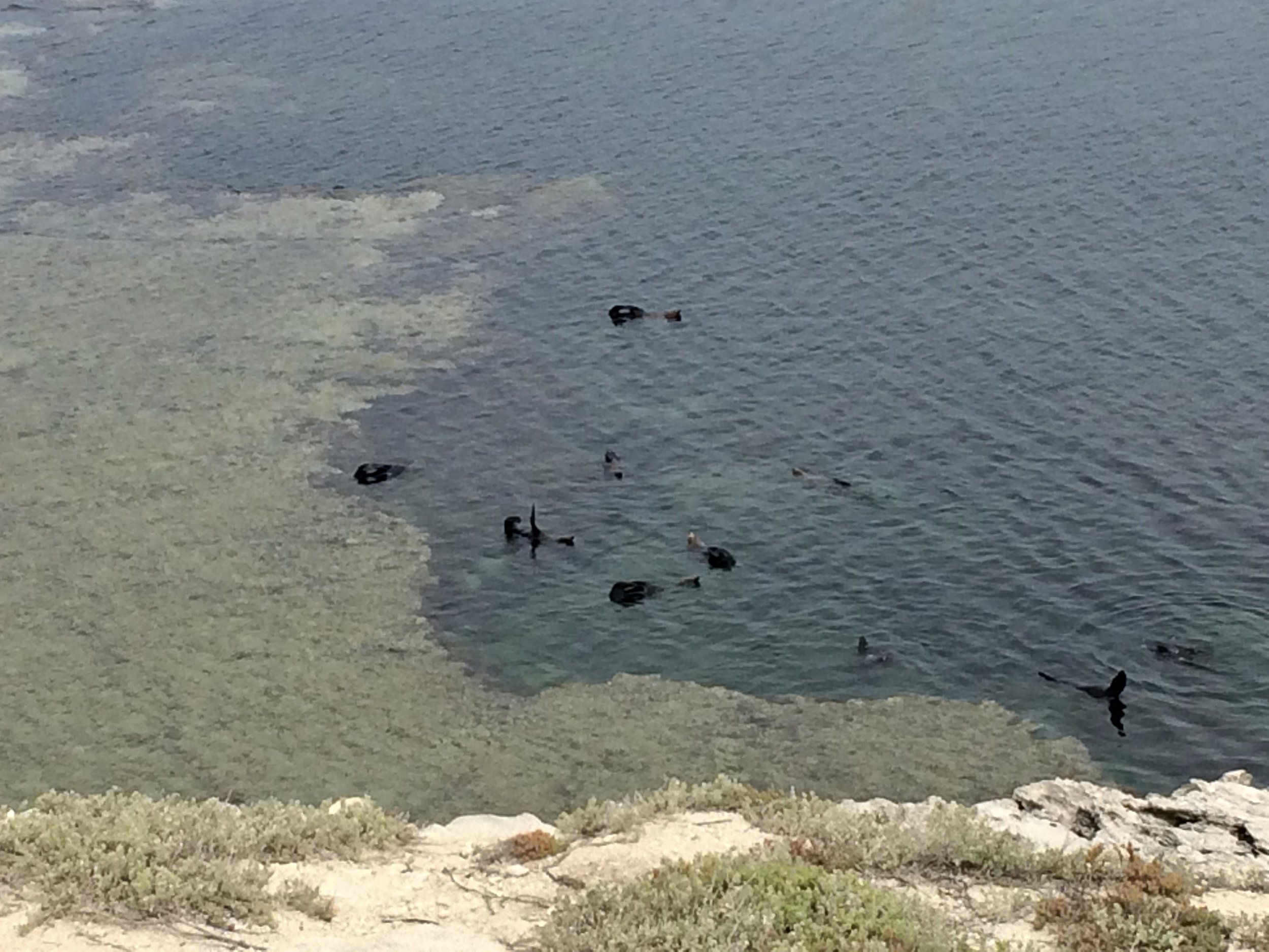 Seal watching on Rottnest.