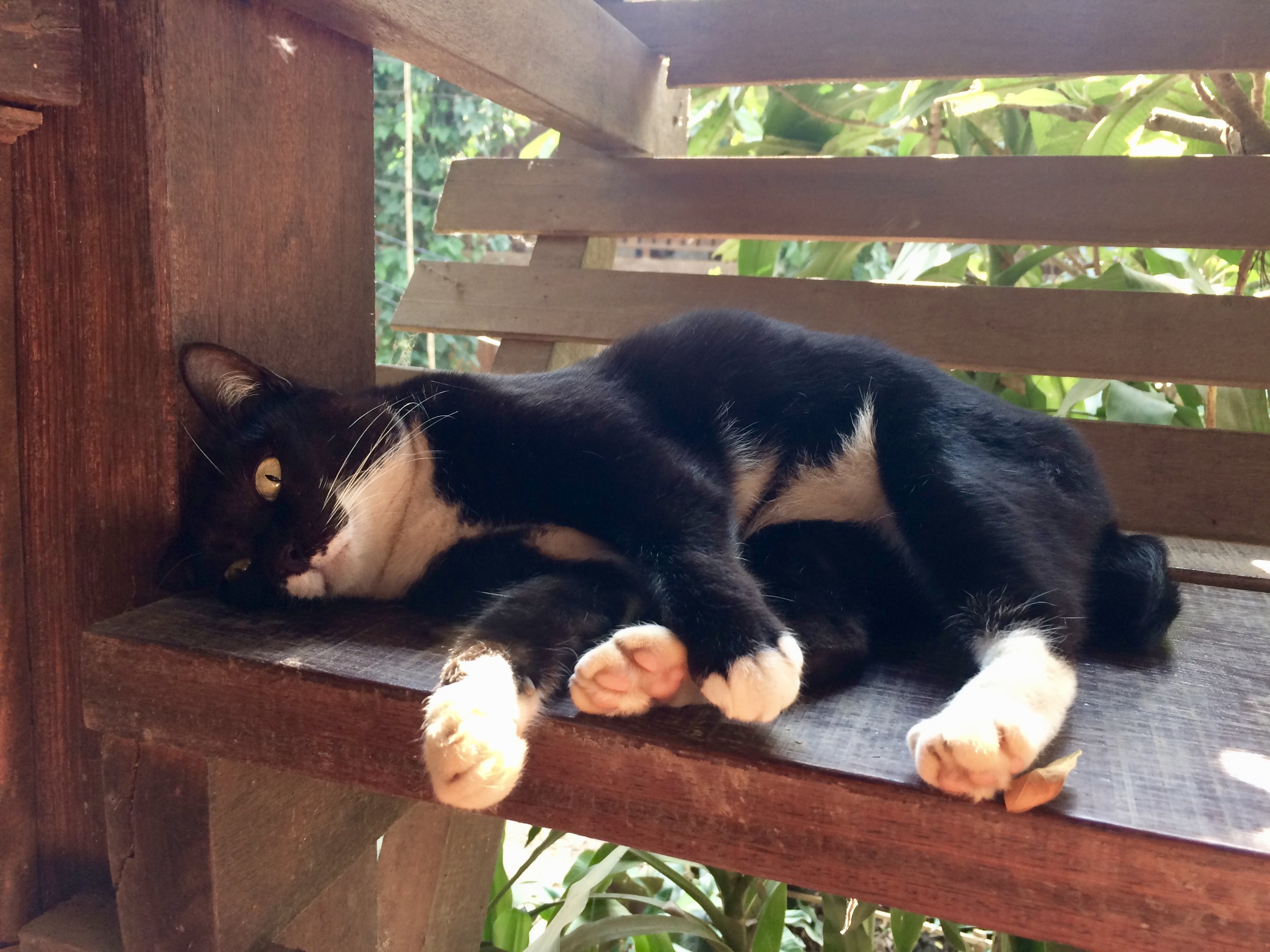 Our little porch friend I called Boots :)