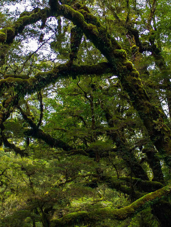 Inside the Rarakau Forrest