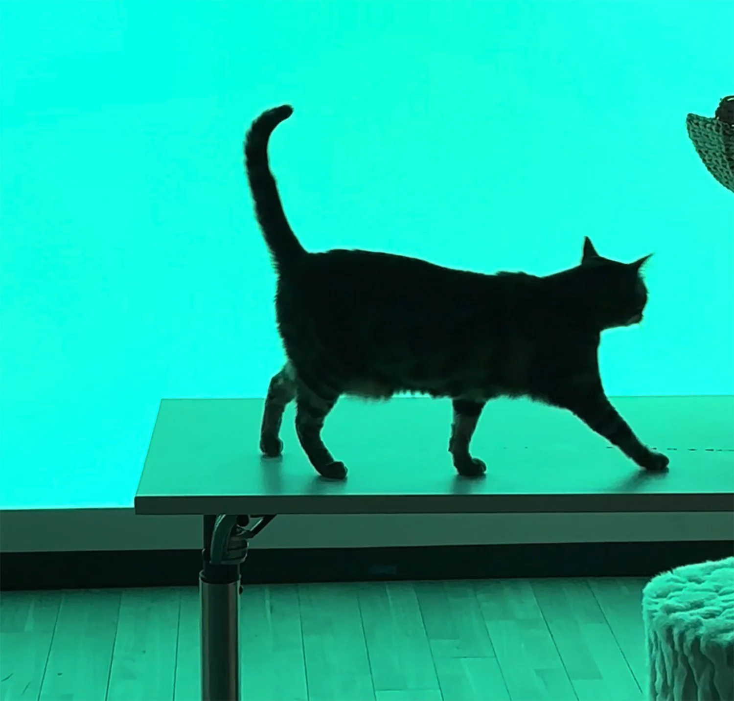 Screenshot 2025-05-13 at 3.16.04 PM copy.jpg