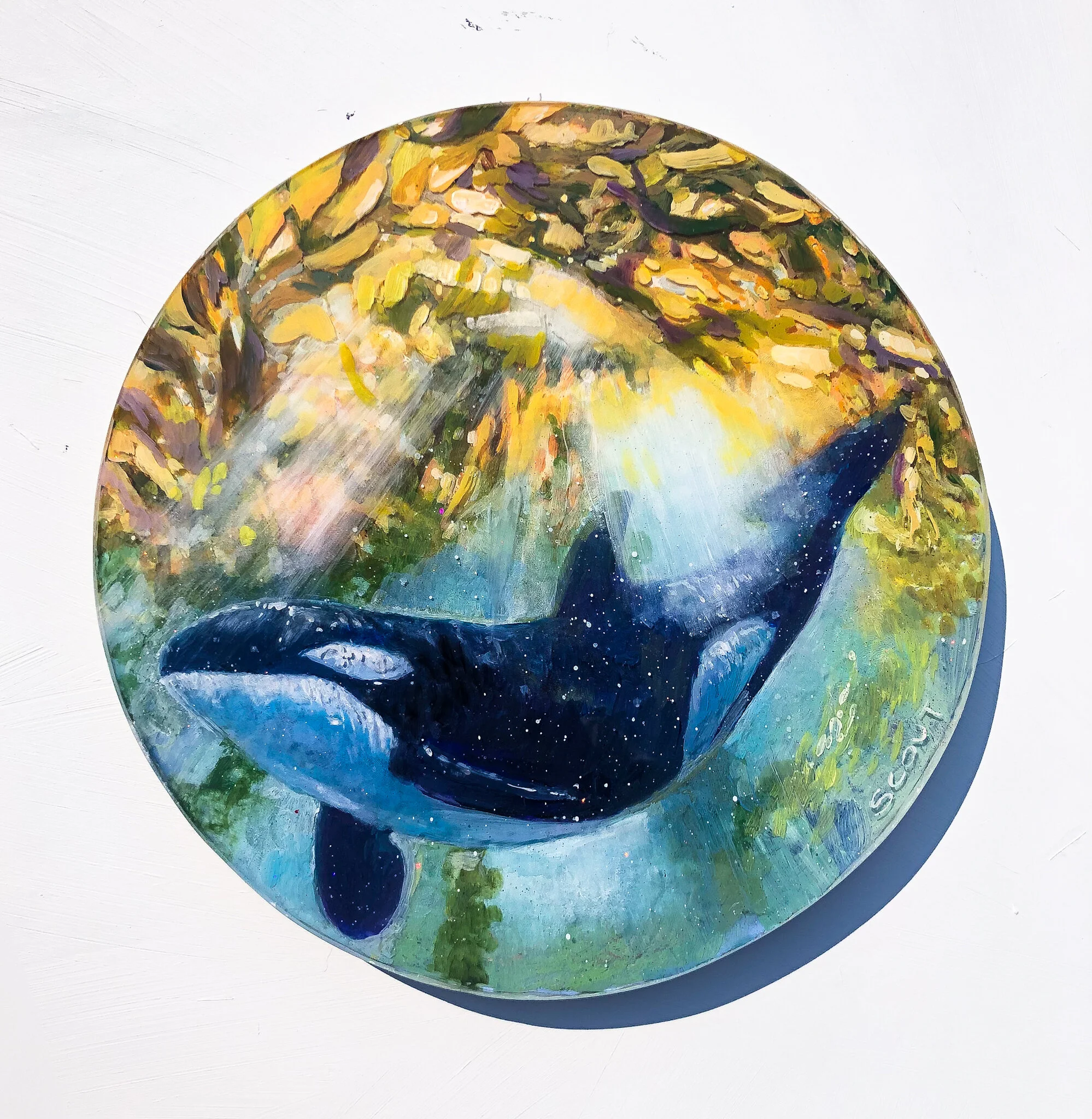 Delicate Jelly fish Aquarium