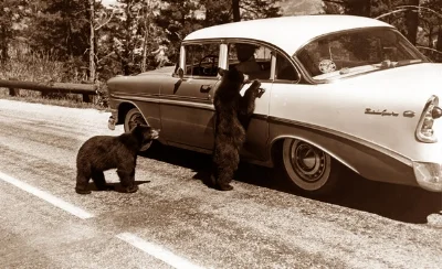 Bears in Yellowstone, begging for food, circa 1960