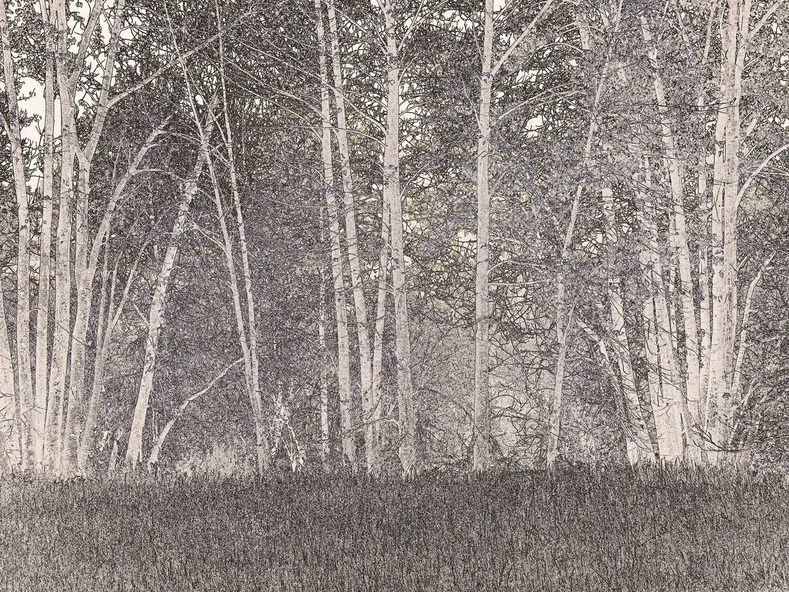 David Hoffman, Alder Grove