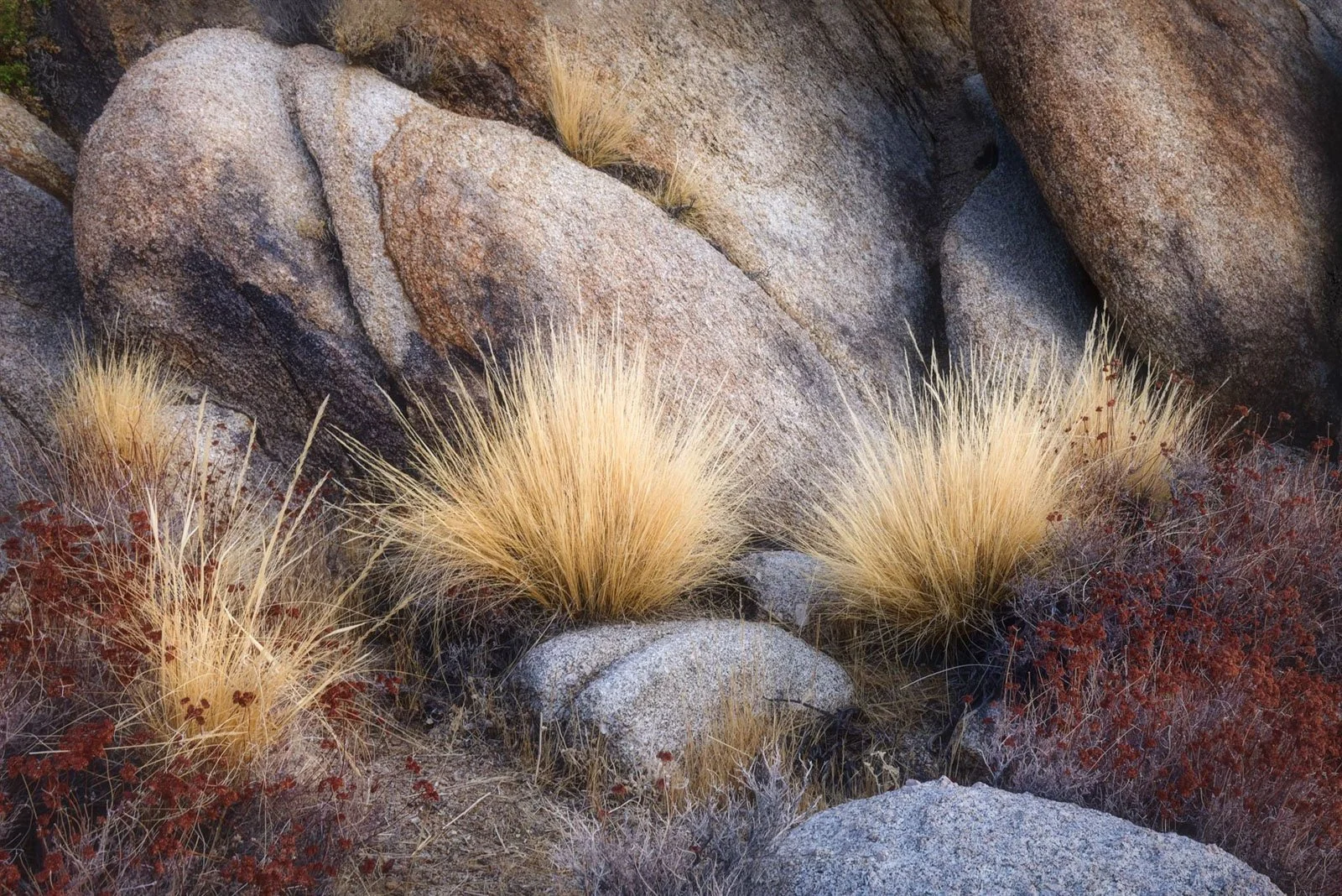 Paul Porter, Autumn Garden in the Alabama Hills