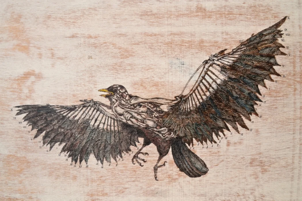 Blackbird