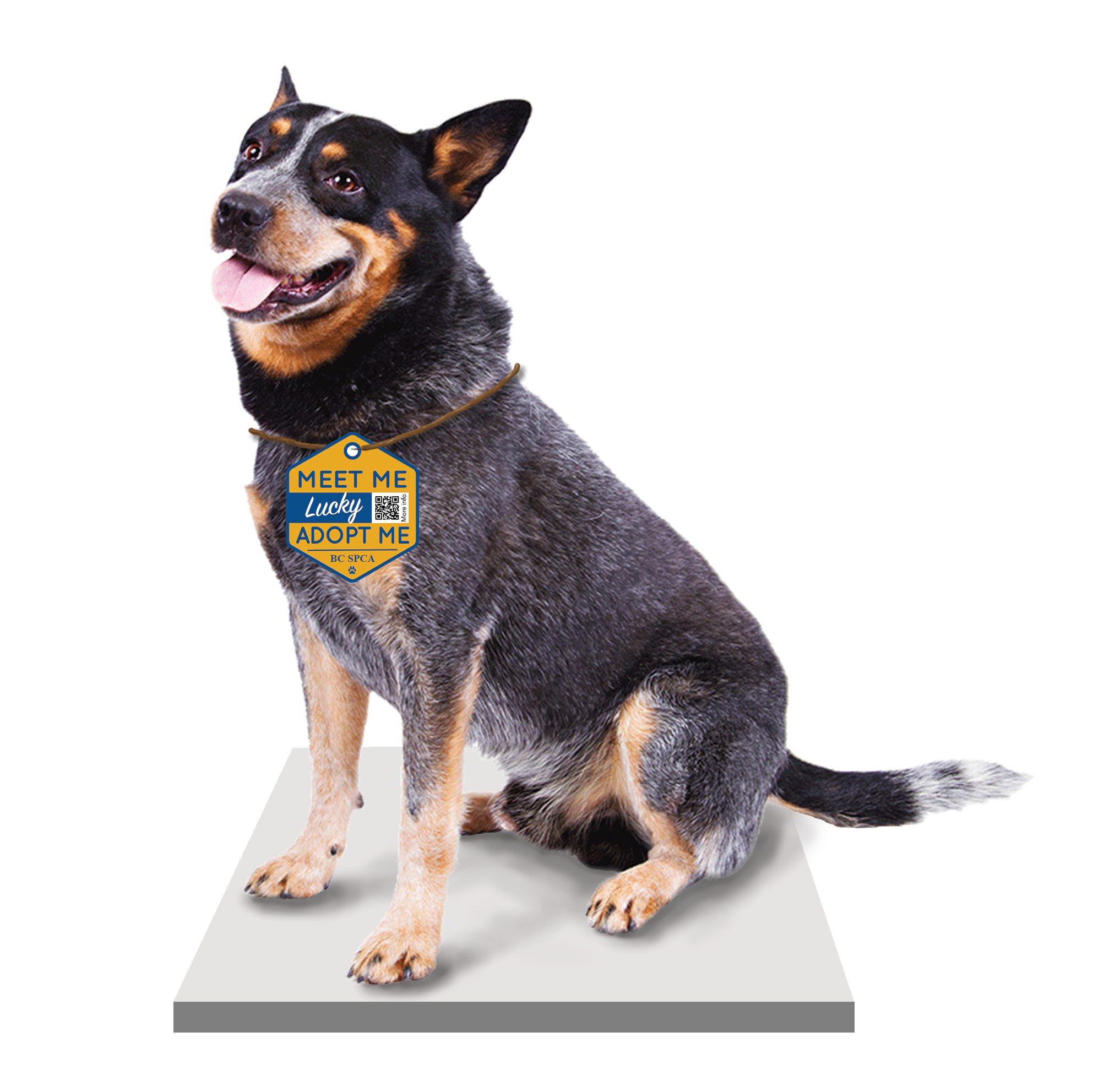 cutout dog With tag.png