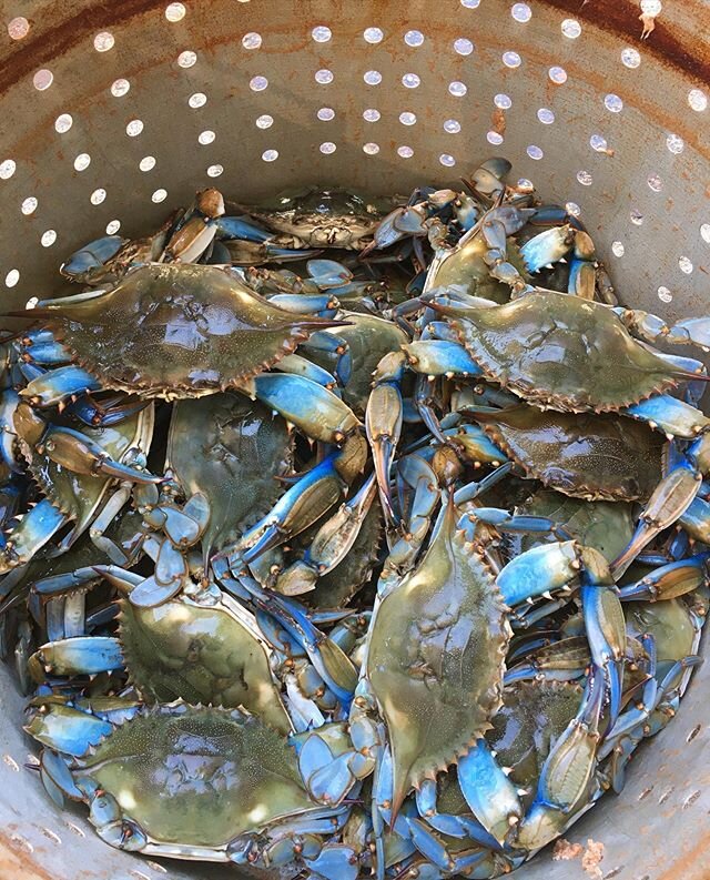 Fresh Pontchartrain Blue Crabs for the win!! 🦀🦀🦀
.
.
.
Each weekend from now on at NeNe&rsquo;s you can find some of the best crabs in town but they go fast!!! #louisianaseafood #crabboil #batonrougeeats