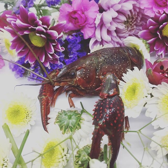 Moms LOVE crawfish!! Come by this weekend or call in a pre-order now! We&rsquo;ll be boiling through Sunday AND re-opening our kitchen! (Our patio is available for outdoor dining)
.
.
HAPPY MOTHER&rsquo;S DAY!!
#mothersdaygift #crawfishboil